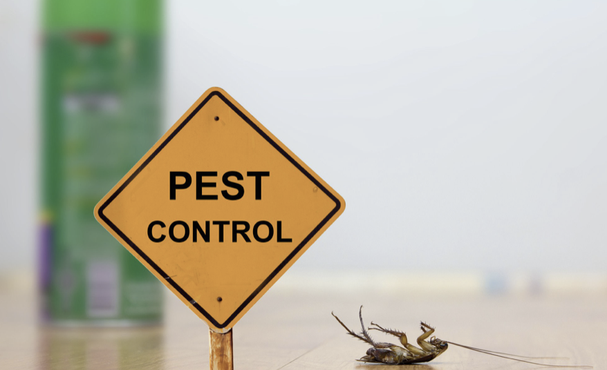 The Importance of Hiring Professional Pest Control Specialists for Infestations